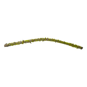 Bendable moss-covered branch, 102 cm long, from Speedtsberg