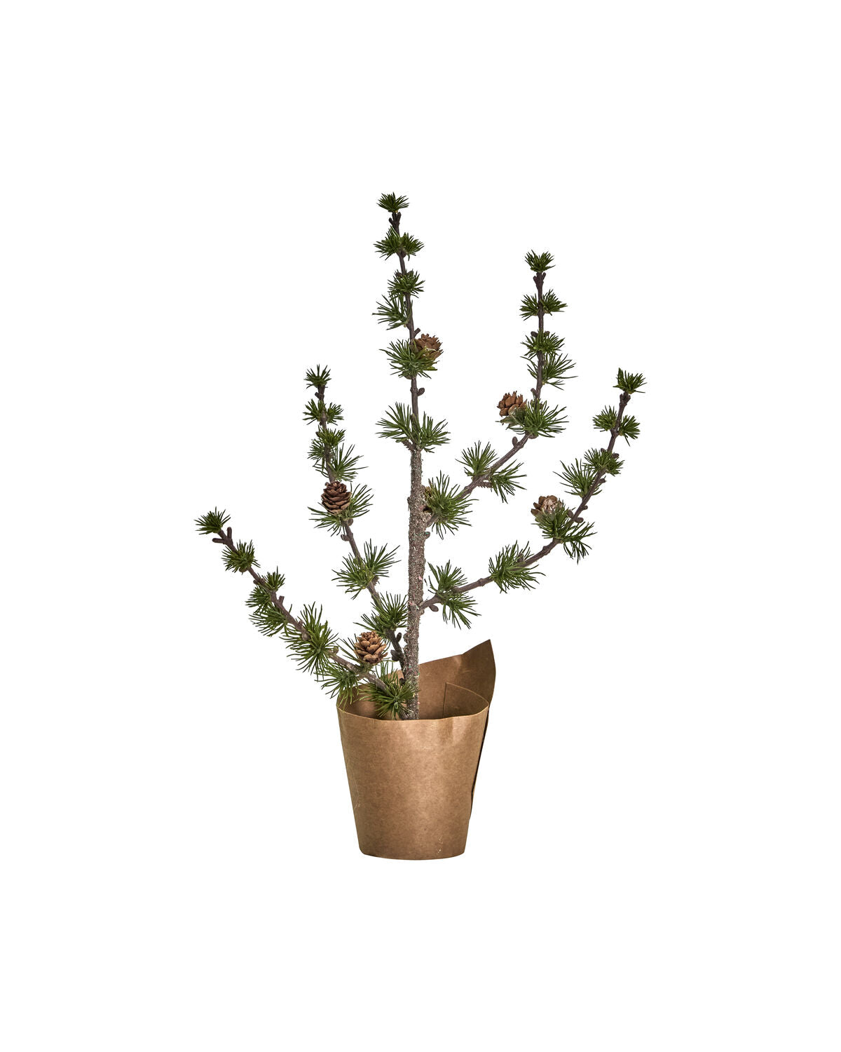 Cedar tree with cones from House Doctor