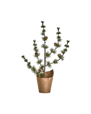 Cedar tree with cones from House Doctor