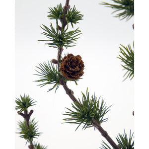 Close-up of a pine cone on cedar trees from House Doctor