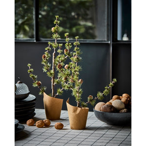 Cedar trees with cones in paper pots from House Doctor