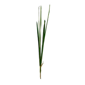 Ophiopogon (slangeskæg)