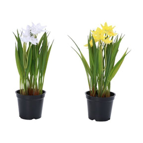 Påskeliljer i potte