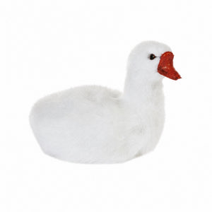 White swan