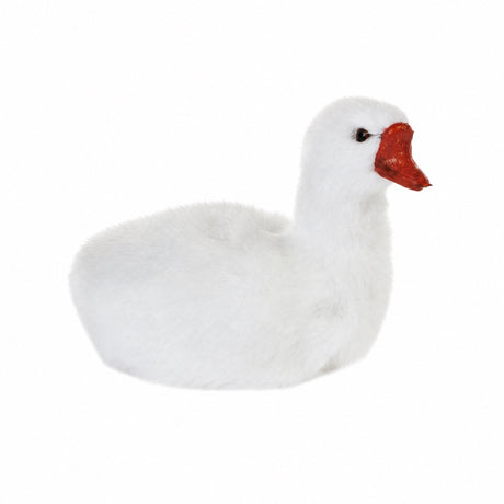 White swan