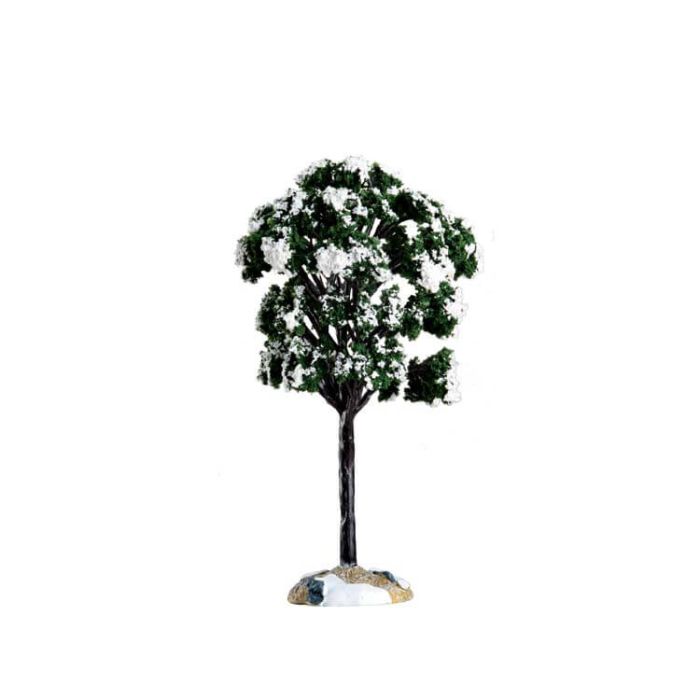 Balsam Fir Tree Small