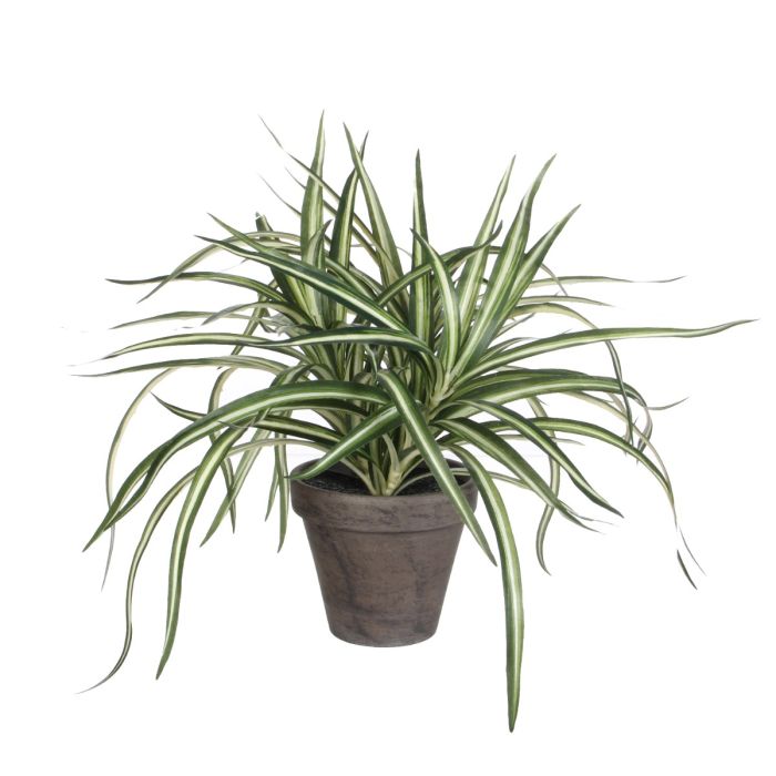 Dracaena plante 34 cm høj