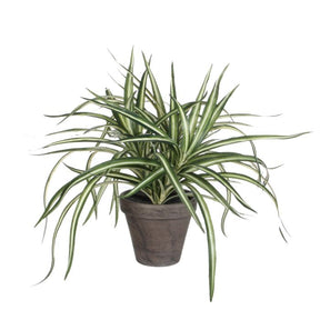 Dracaena plante 34 cm høj