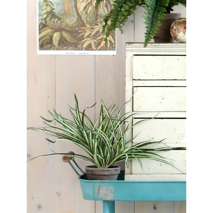Dracaena plante 34 cm høj