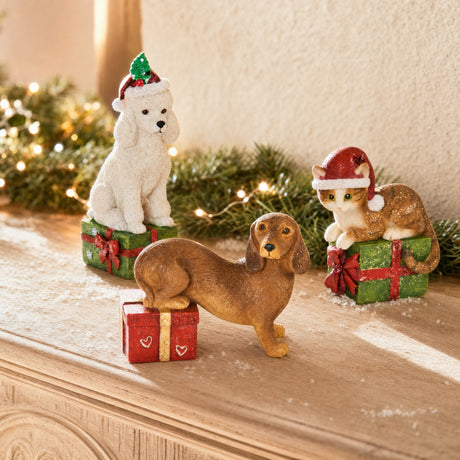 Dog or cat with gift