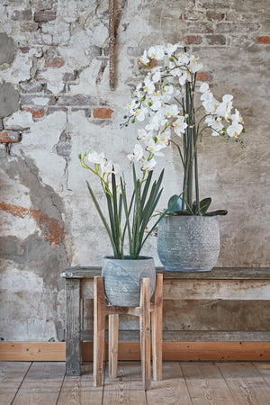 Kunstige Phalaenopsis orkidéer hvide i rustikke skjulere