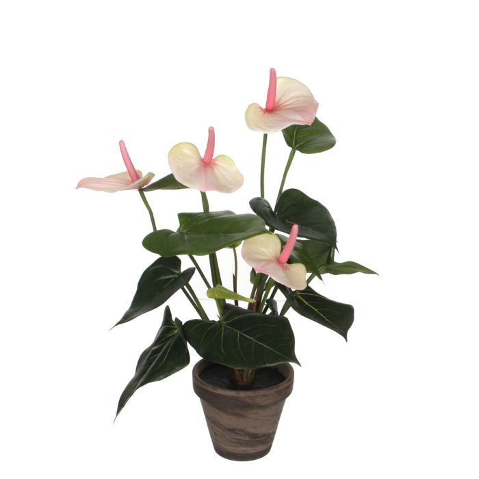 Anthurium flamingoblomst lyserød 40 cm høj