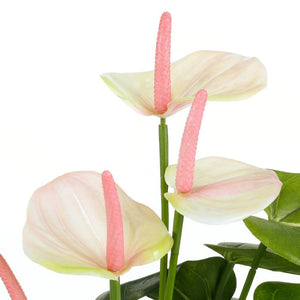 Anthurium flamingoblomst lyserød 40 cm høj