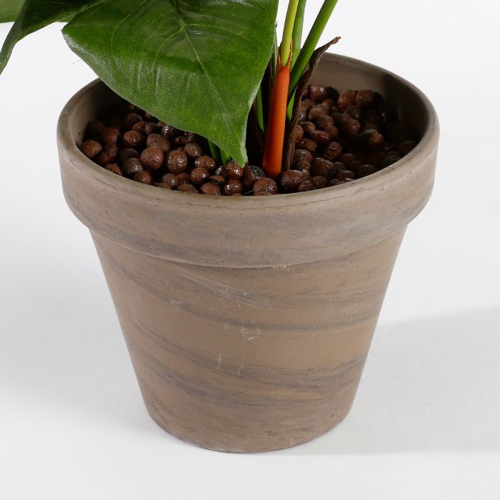 Anthurium flamingoblomst lyserød 40 cm høj