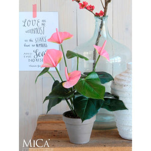 Anthurium flamingoblomst lyserød 40 cm høj