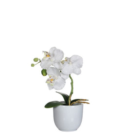 Phalaenopsis orkidé hvid i hvid potte 26 cm høj