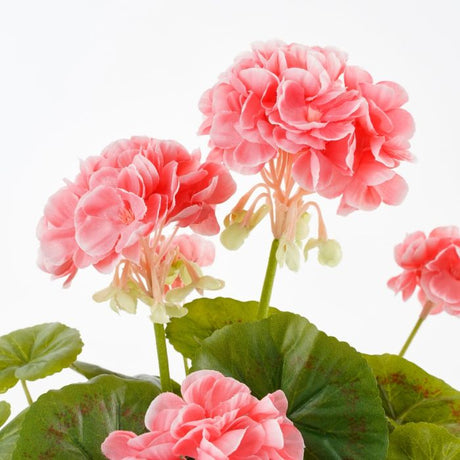 Pelargonie ferskenfarvet 34 cm høj