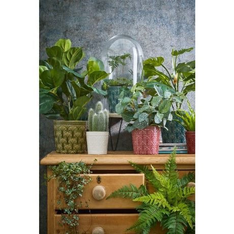 Pilea plante 35 cm høj