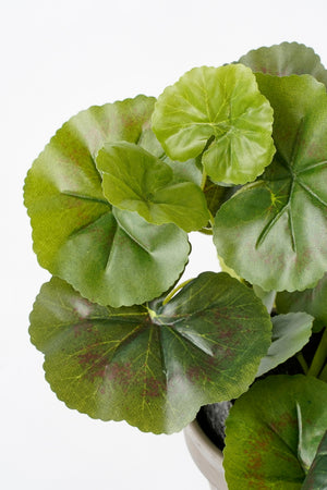 Kunstige grønne blade på en pelargonie