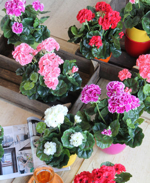 Kunstige pelargonier i forskellige farver set fra oven
