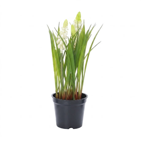 Pearl hyacinths in a pot