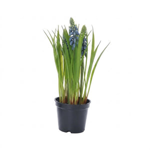 Pearl hyacinths in a pot