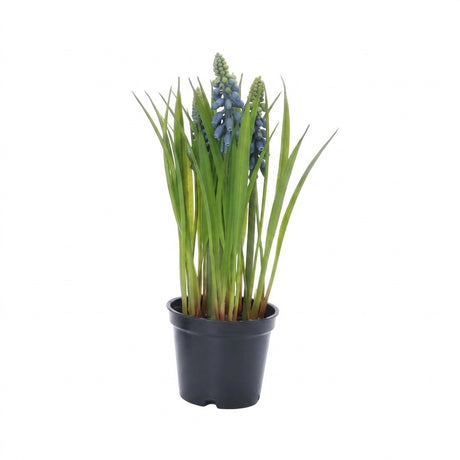 Pearl hyacinths in a pot