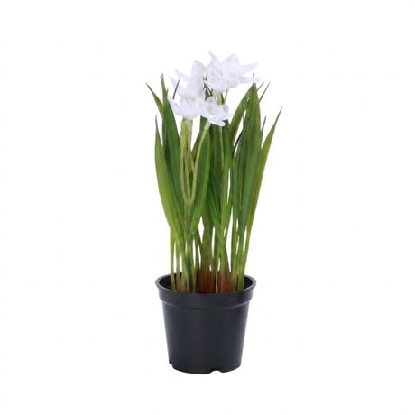 Daffodils in a pot