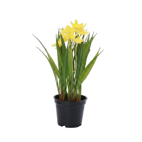 Daffodils in a pot