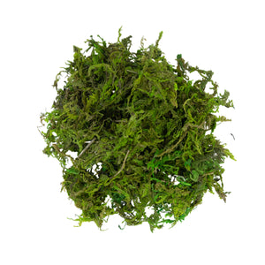 Green moss