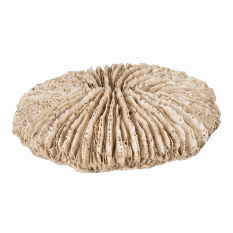 Speedtsberg Coral for decoration