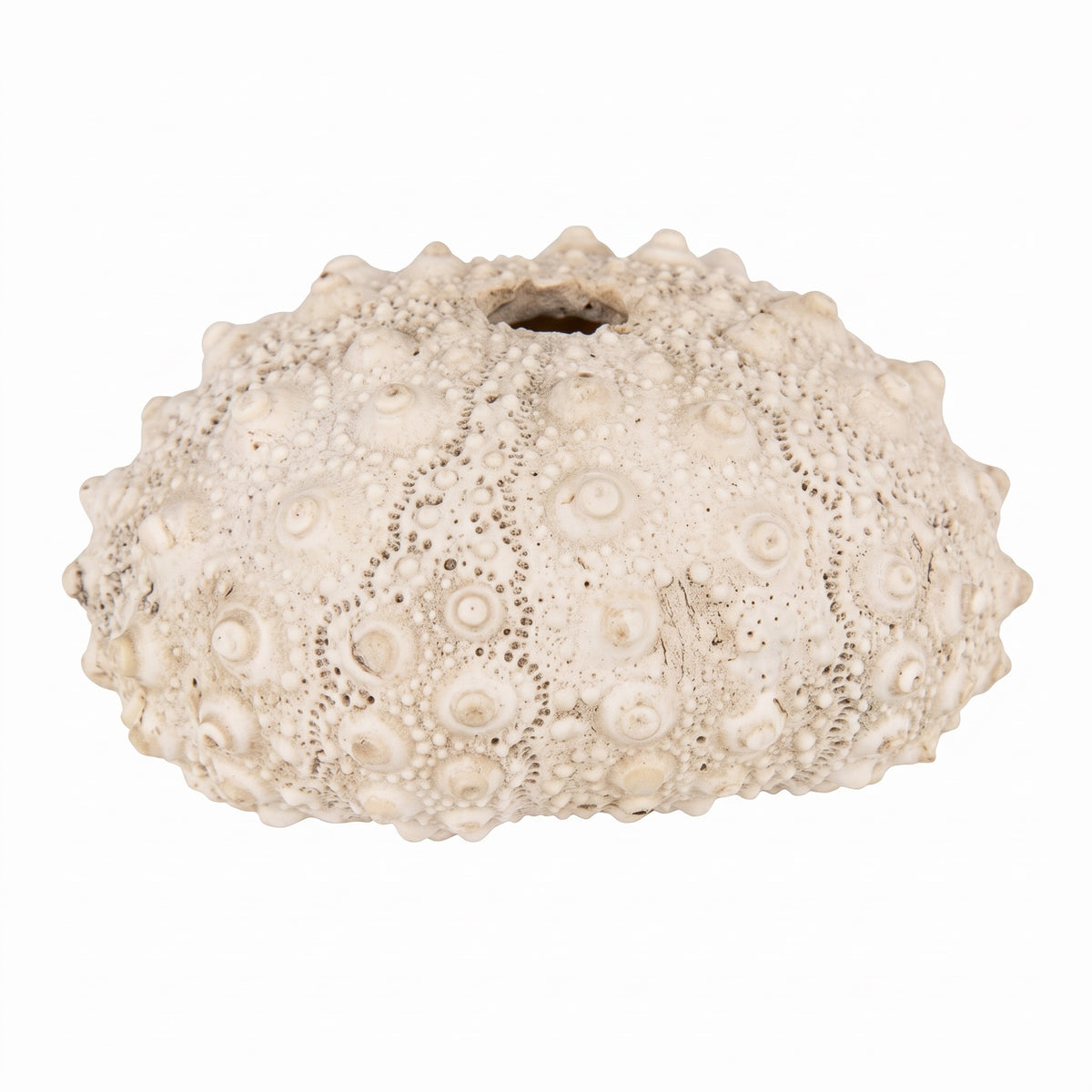 Speedtsberg Coral for decoration