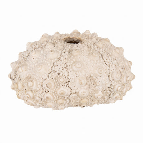 Speedtsberg Coral for decoration