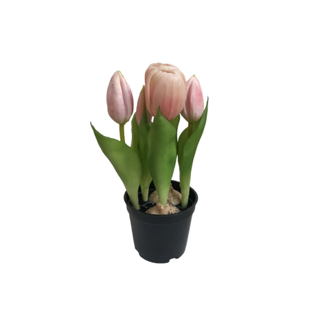 Tulipaner i potte lyserøde