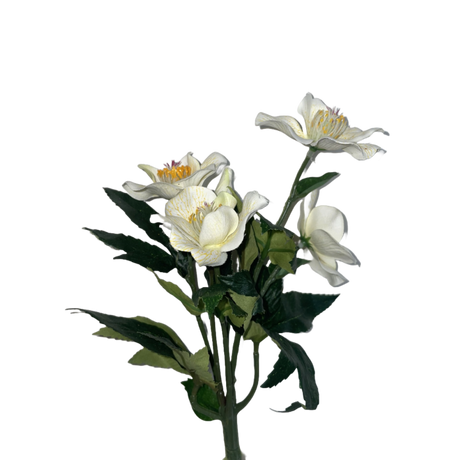 Julerose Helleborus 
